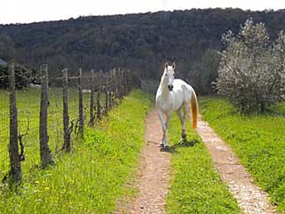 BORGOGNANO FARM HOUSE