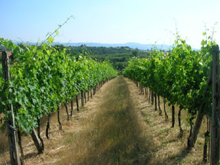 AGRITURISMO PODERE LA GIUDA