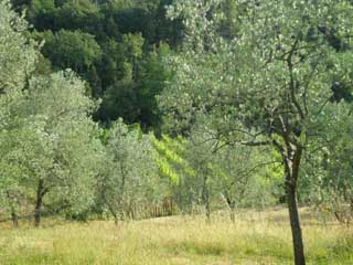 AGRITURISMO PODERE LA CASELLINA