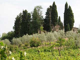 AGRITURISMO PODERE LA CASELLINA