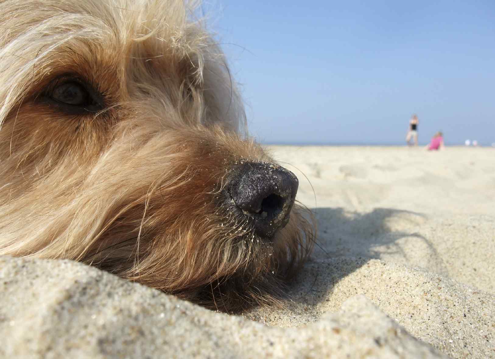 Struttura cani, gatti e animali ammessi