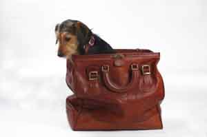 cane_borsa