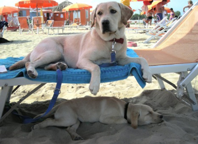 Cani che giocano